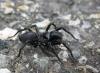 Atypus sp.